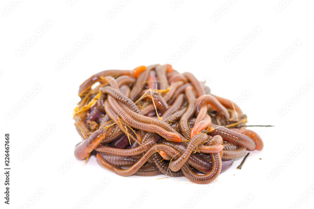 Close up earth worm african night crawler Stock Photo