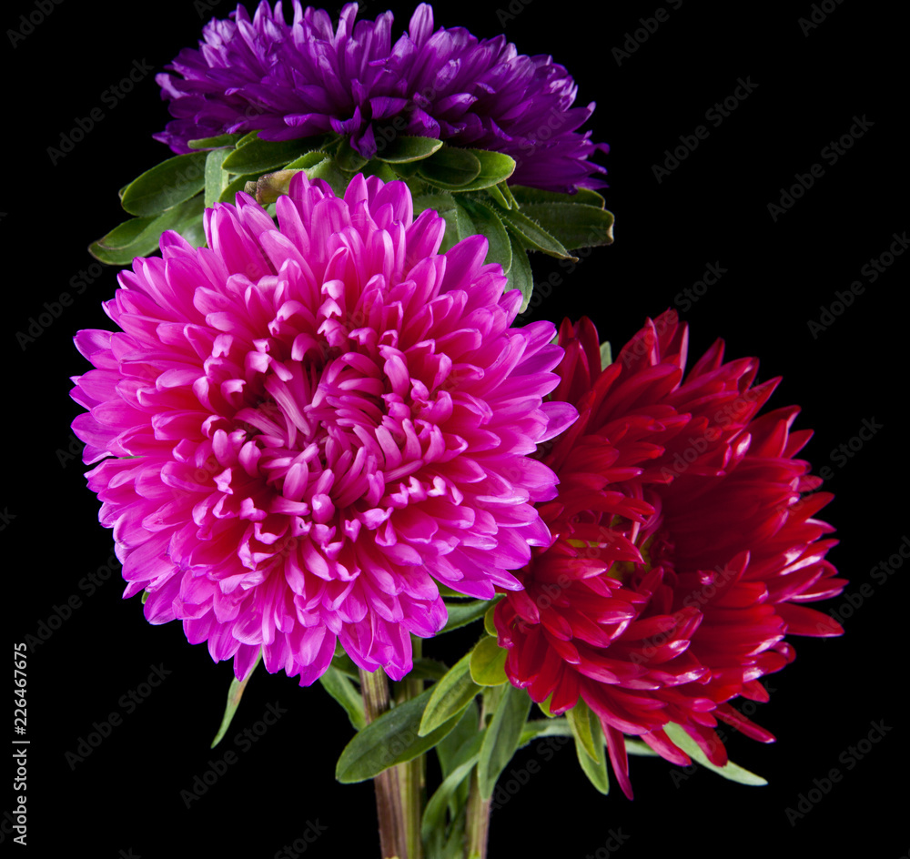 aster flowers isolated on a black background. Like the packaging design element. aster flowers isolated on a black background. Like the packaging design element.