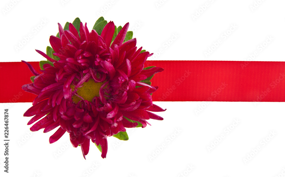 flower asters and red ribbon isolated on white background. As an element of packaging design. flower asters and red ribbon isolated on white background. As an element of packaging design.
