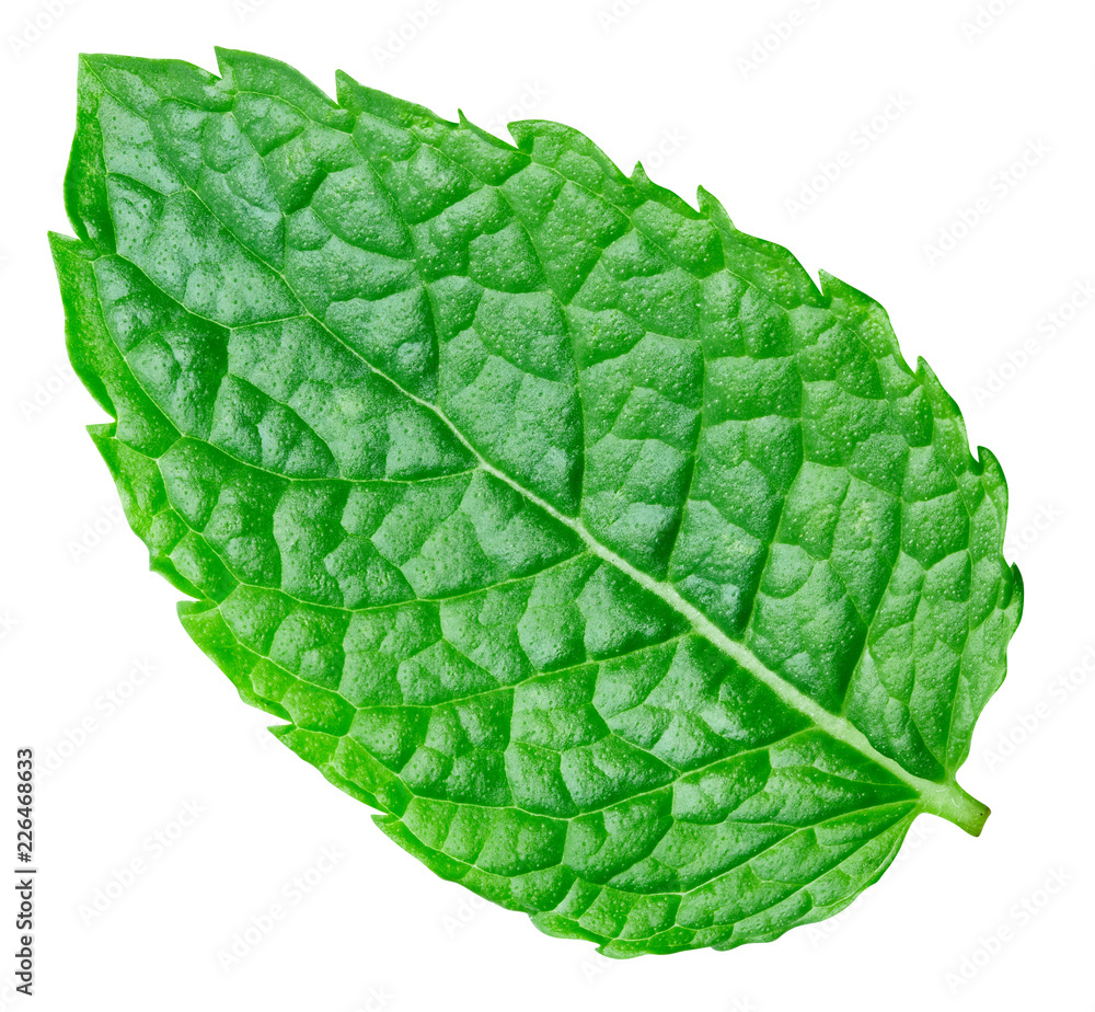 Obraz premium mint leaves isolated