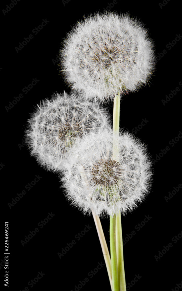 white fluffy dandelions on a black background white fluffy dandelions on a black background
