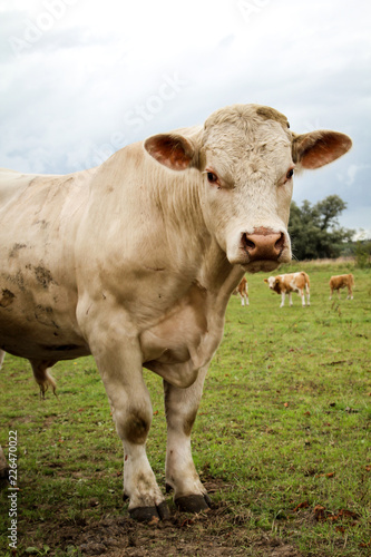 Rind, Rinder, Kuh, Kühe auf der Weide, Koppel  © boedefeld1969