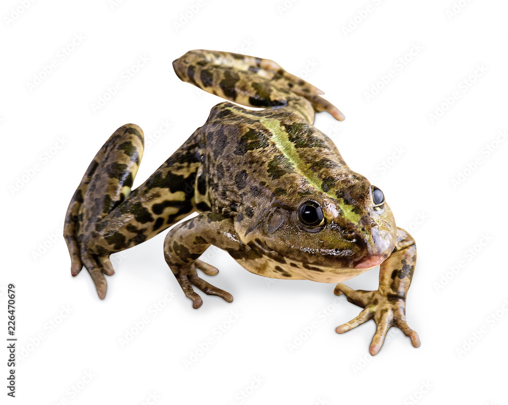 Fototapeta premium frog isolated on white