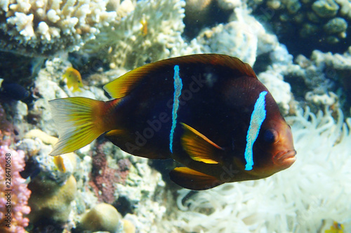 clownfish from egypt