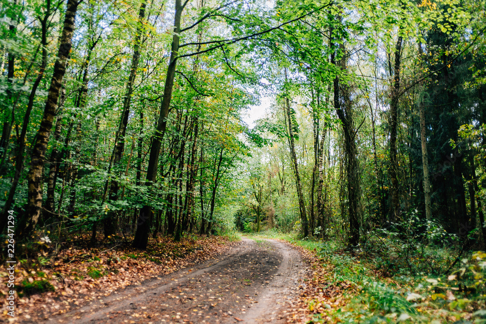 Obraz premium Herbstspaziergang mit Hund im Wald