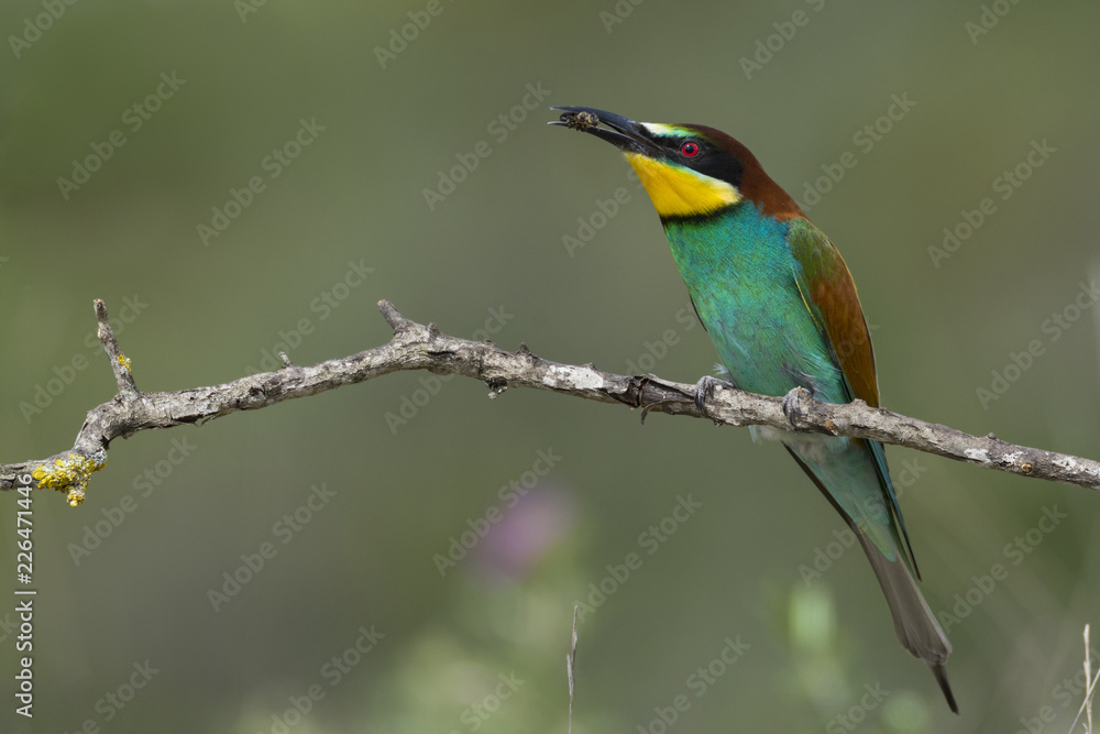 Bee-eater 1 Bee-eater 1