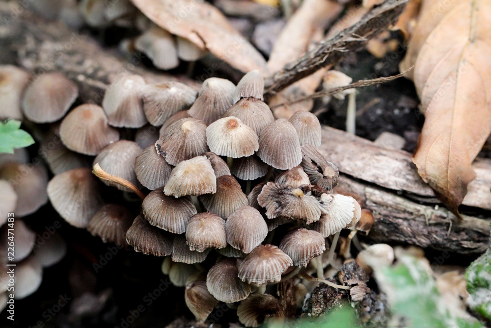 Pilz, Pilze am Waldboden