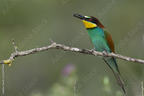 Bee-eater 1 © Filipe