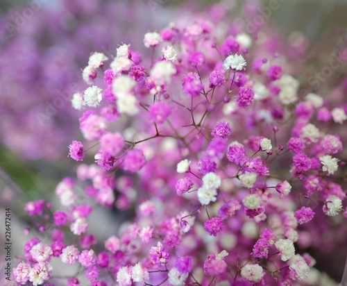 Flower bouquet of Colorful Gypsophila in full blossom creamy style