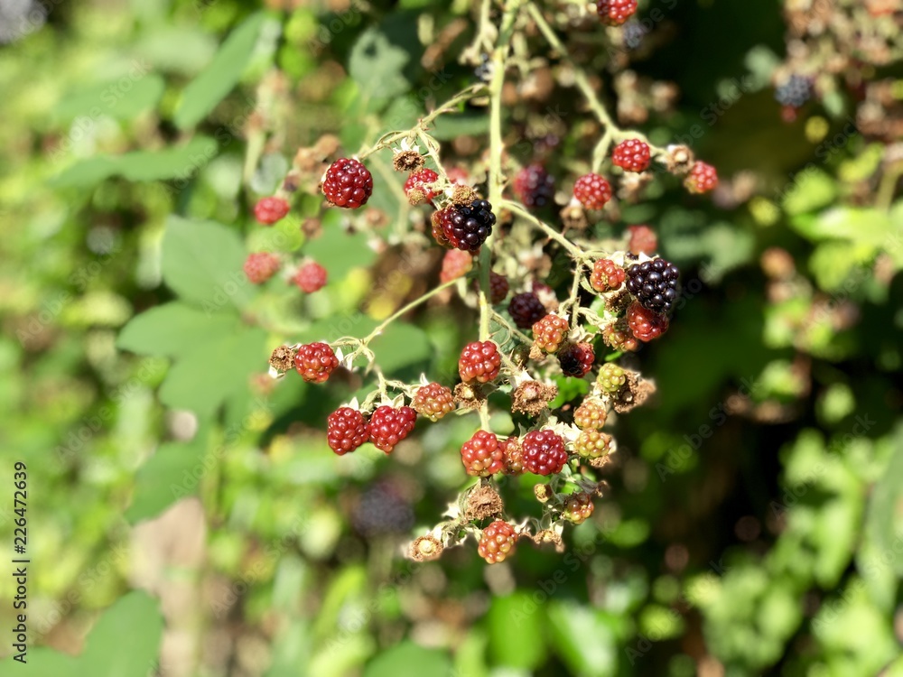 Wild Blackberries in a hedge bush Wild Blackberries in a hedge bush