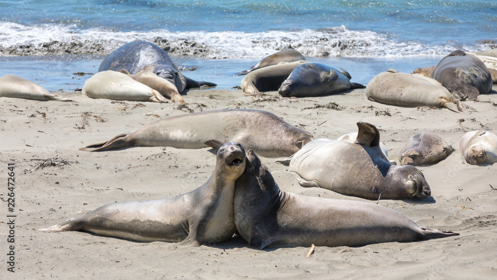 Fototapeta premium See-Elefanten am Elephant Seal Vista Point