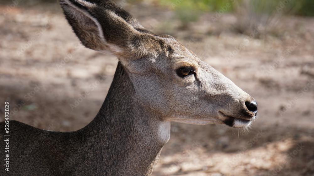 Mule Deer in Zion National Park, Utah