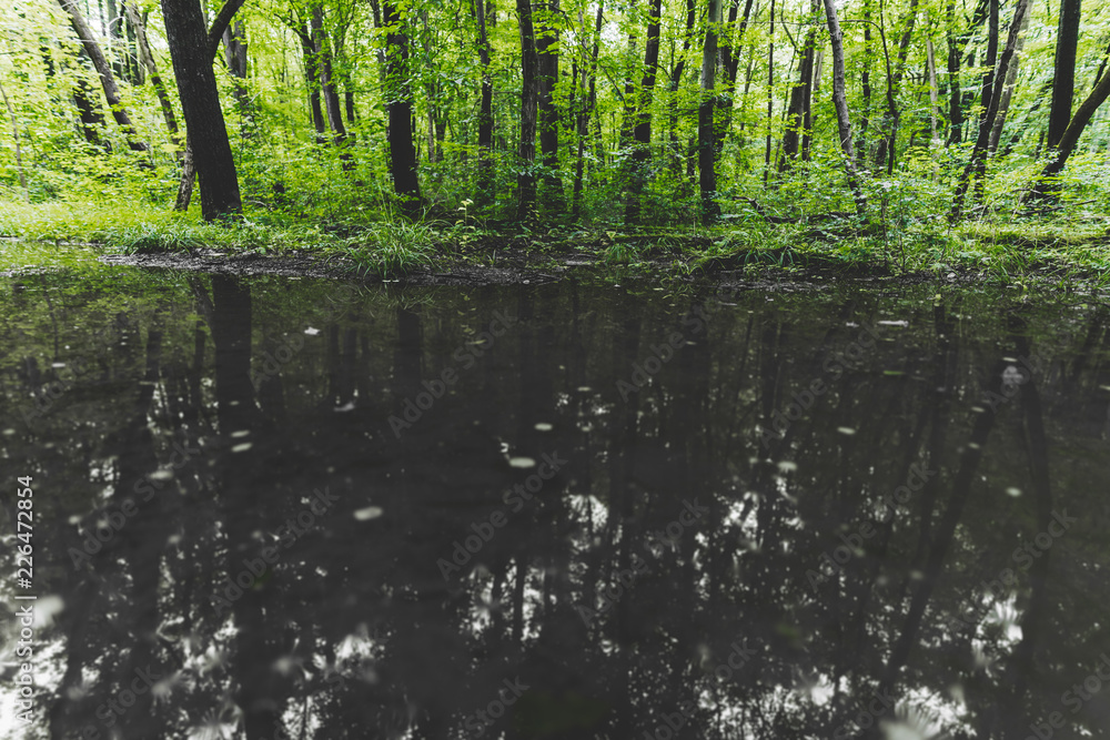 Sonnenschein im Wald Sonnenschein im Wald