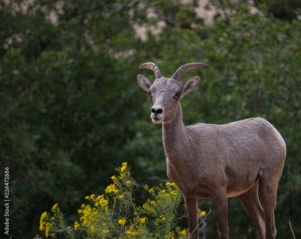 Bighorn Sheep in Zion National Park Bighorn Sheep in Zion National Park