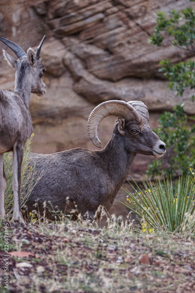 Bighorn sheep, Zion National Park, Utah