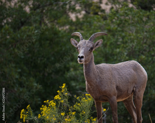 Bighorn Sheep in Zion National Park