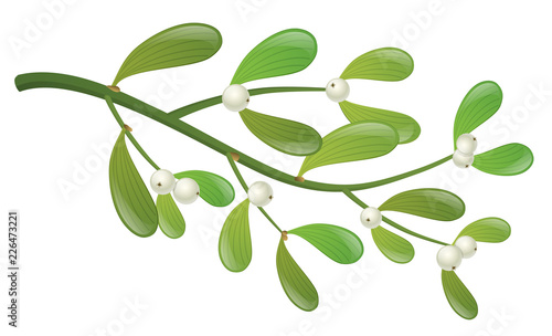 Realistic mistletoe plant branch with leaf and white berry. Isolated on white, design for Christmas, winter or other holiday design