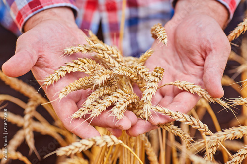 Male hand holding a golden wheat ear