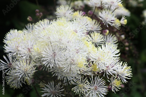 thalictrum meadow rue