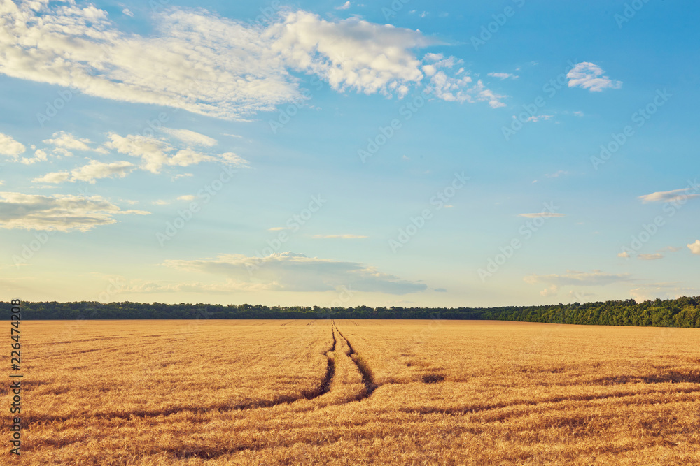 Obraz premium countryside road through fields with wheat