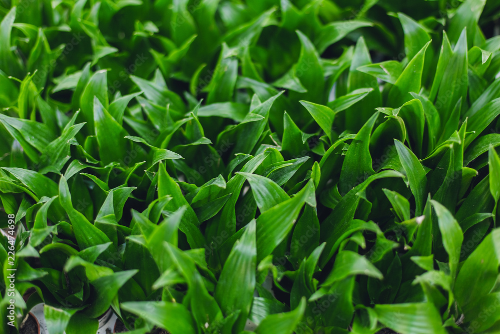 Texture green plant. Ornamental plant background. Natural leaves flora. Different green leaves of ornamental plants for background and texture. Dracaena janet craig