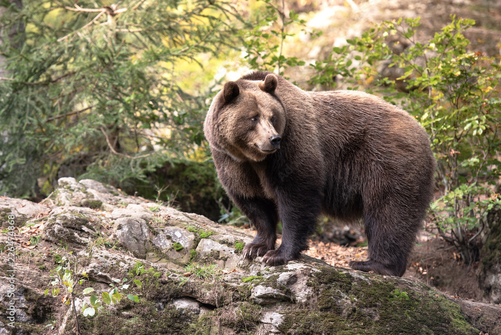 Brown bear is standing on the rock in Bayerischer Wald National Park, Germany Brown bear is standing on the rock in Bayerischer Wald National Park, Germany