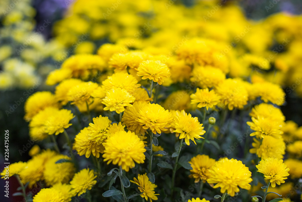 yellow Chrysanthemum in garden flower plant shop yellow Chrysanthemum in garden flower plant shop