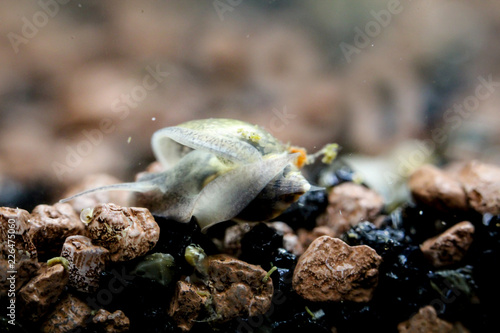 Detailansicht kleiner Schnecken im Aquarium 