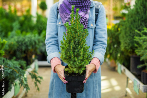 The girl is holding a juniper in a pot. Buying in the garden shop
