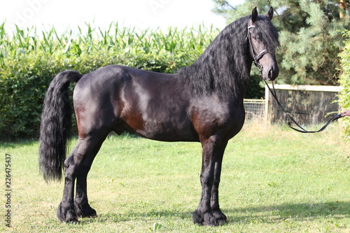 Horse