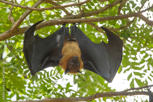 Bat hanging upside down from tree brances ( Lyle's flying fox; : Pteropus lylei)