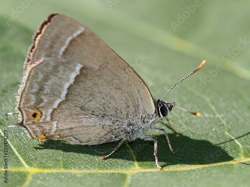 Blauer Eichen-Zipfelfalter - Favonius quercus photo