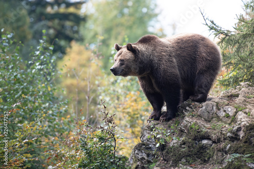 Brown bear is standing on the rock in Bayerischer Wald National Park, Germany