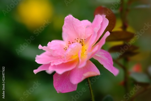 ピンクの薔薇