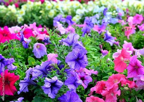 Multicolored petunia flowers grow in a flowerbed, sunlight, bloom, summer