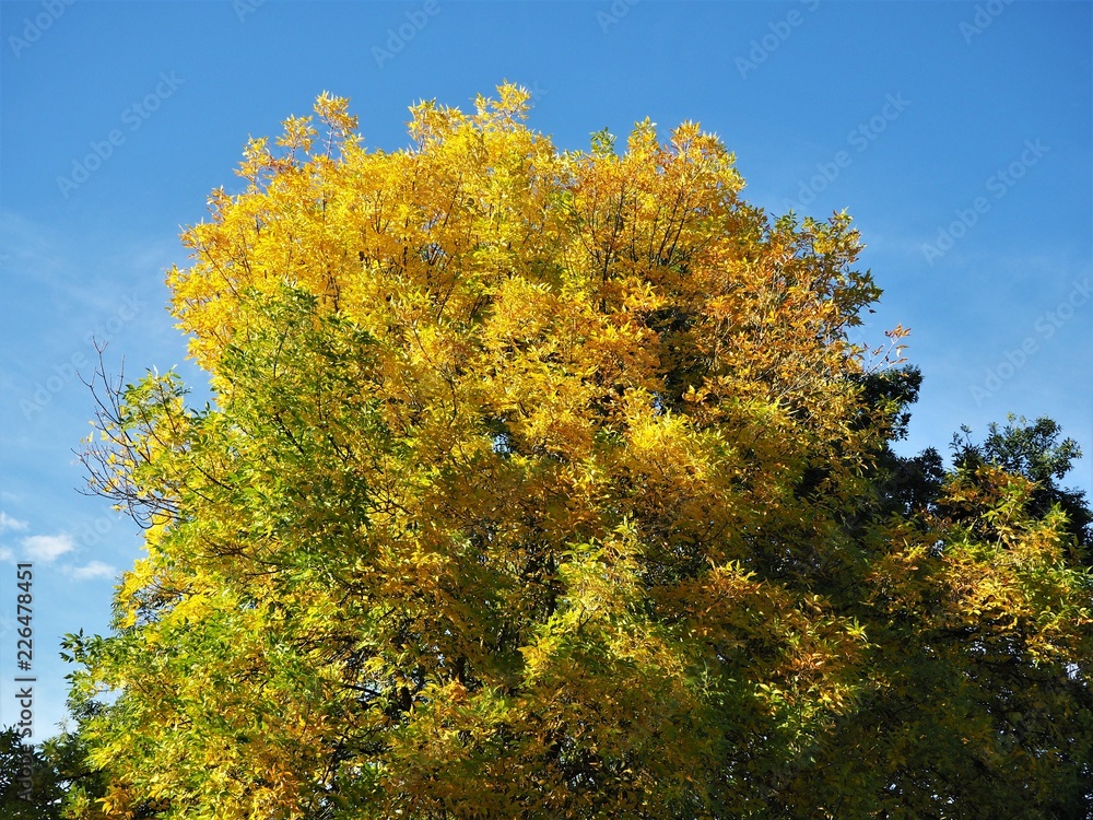 Beech tree with bright yellow autumn foliage and a blue sky