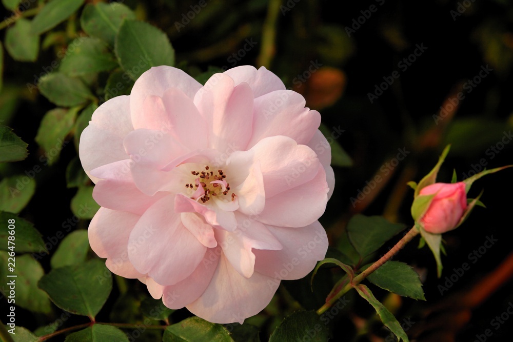 Obraz premium pretty pink rose close up