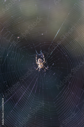 Web with spider in middle