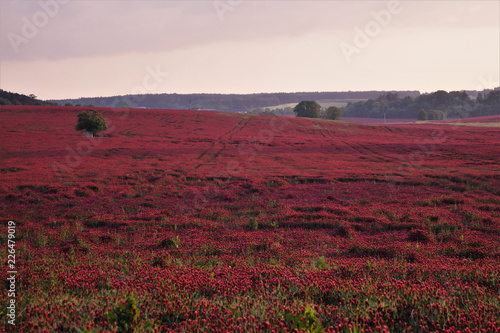 red clover field