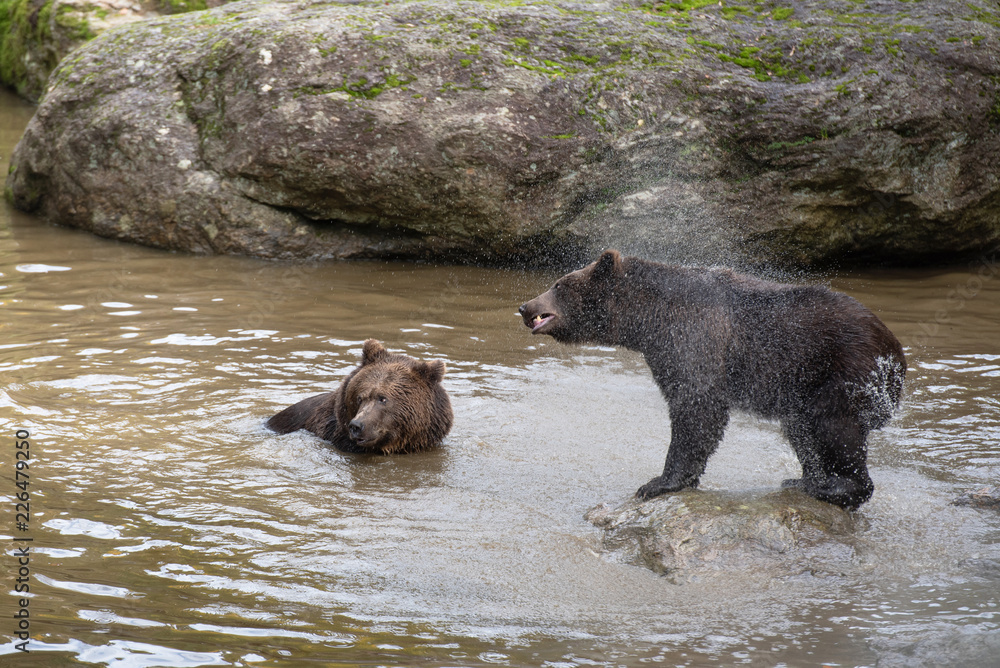 Two brown bears are playing fight in the water in Bayerischer Wald National Park, Germany Two brown bears are playing fight in the water in Bayerischer Wald National Park, Germany