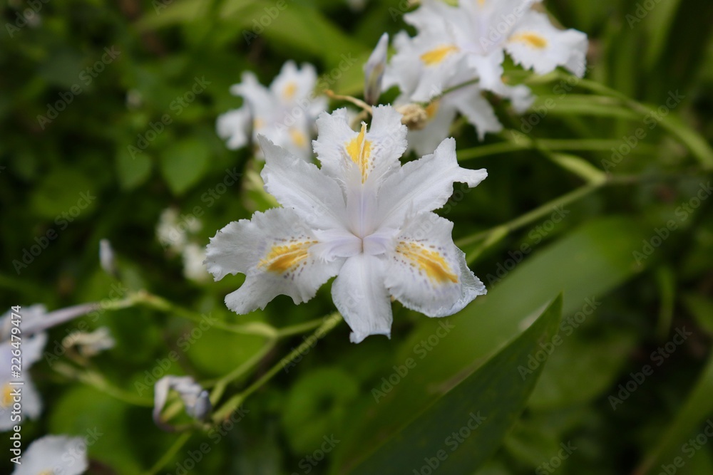 White Iris Flower in Full Bloom