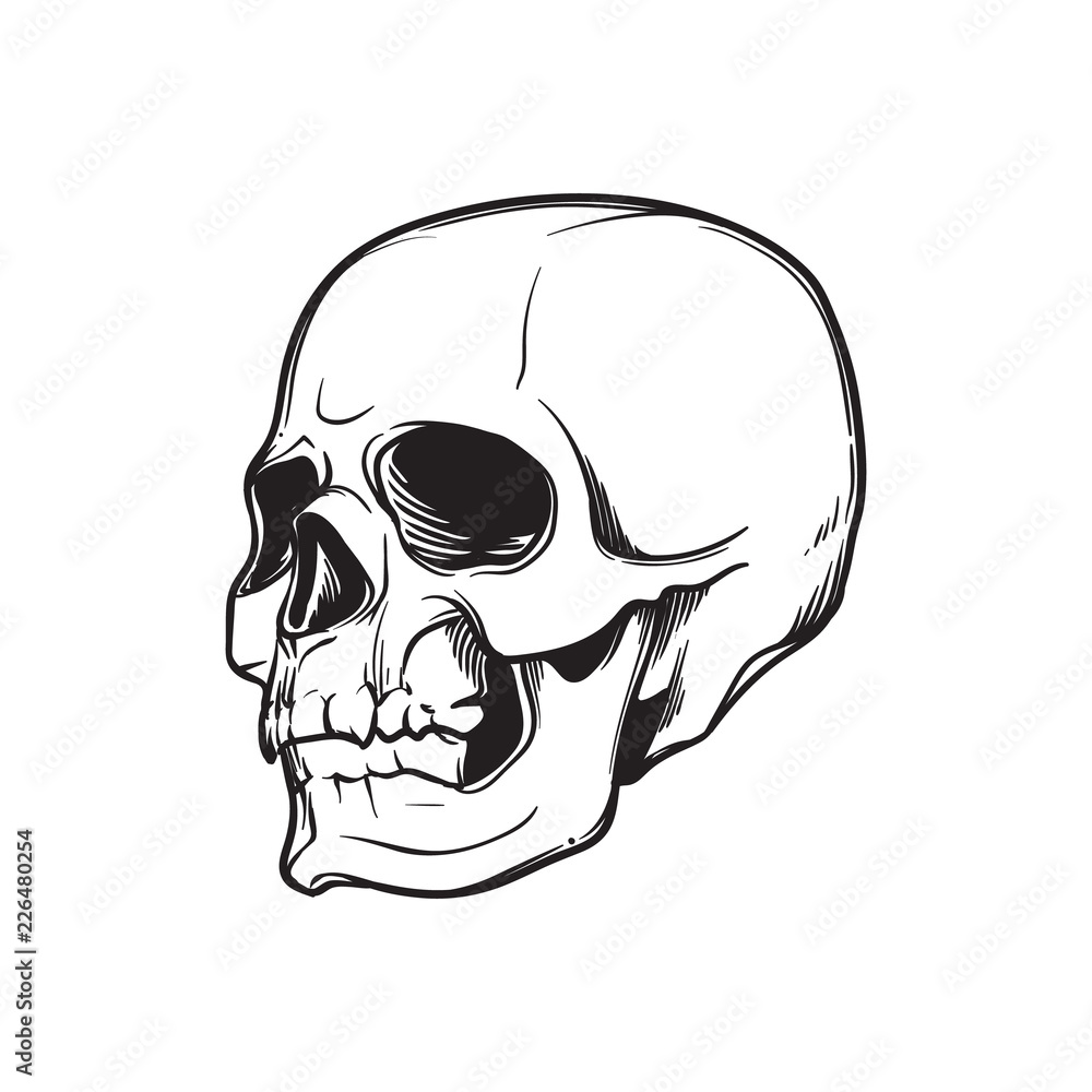 Human Skull hand drawing. In tree quarters angle. Black linear drawing isolated on white background. EPS10 vector illustration