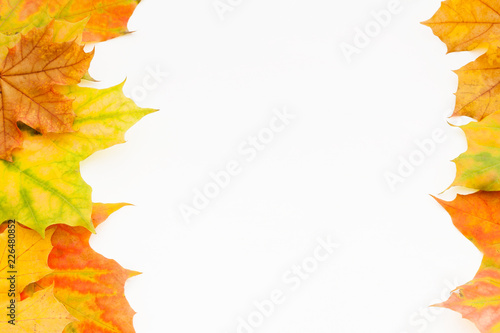 Background of autumn maple leaves and white copy space in the middle. Isolated foliage.