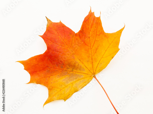 Red and yellow mapple leaf. Isolated.