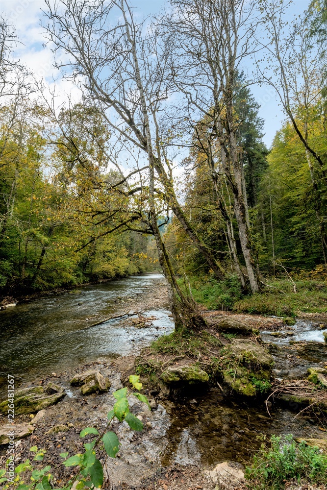 German mountain stream flowing through the forest