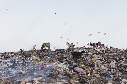 Animals feed on piles of waste