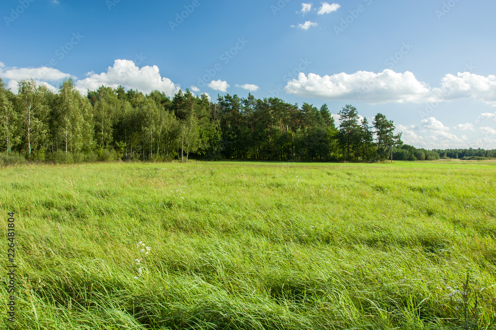 Fototapeta premium Meadow and forest, clouds in the sky