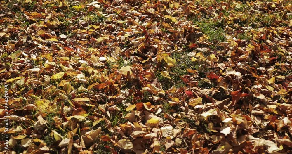 Autumn leaves falling and sun shining through fall leaves. Beautiful landscape background. Autumn leaves falling and sun shining through fall leaves. Beautiful landscape background.