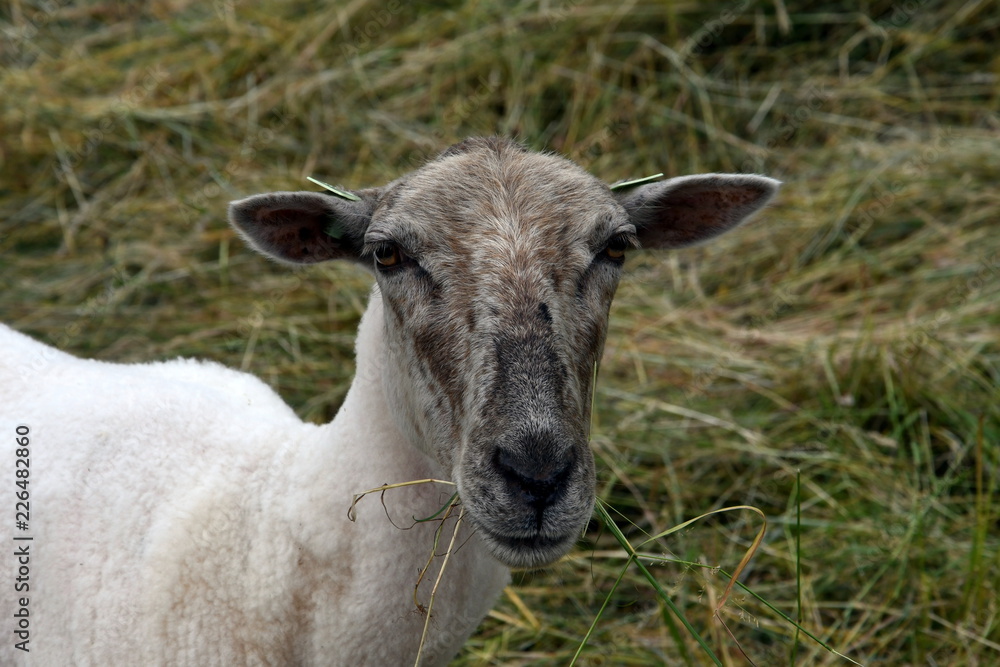 portrait of a sheep