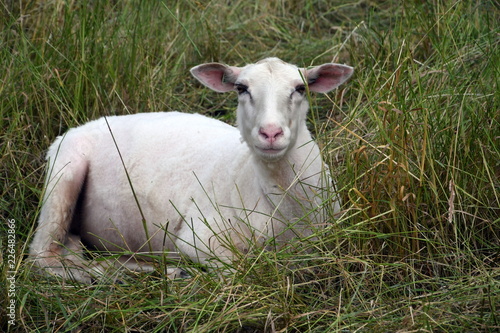 portrait of a sheep © Hans